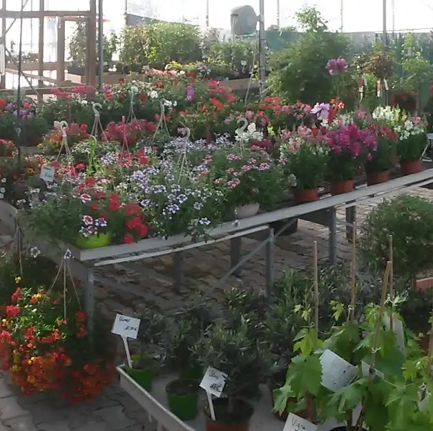 Fleurs colorées et plantes en pot dans la jardinerie Côté Jardin en Provence à Châteaurenard