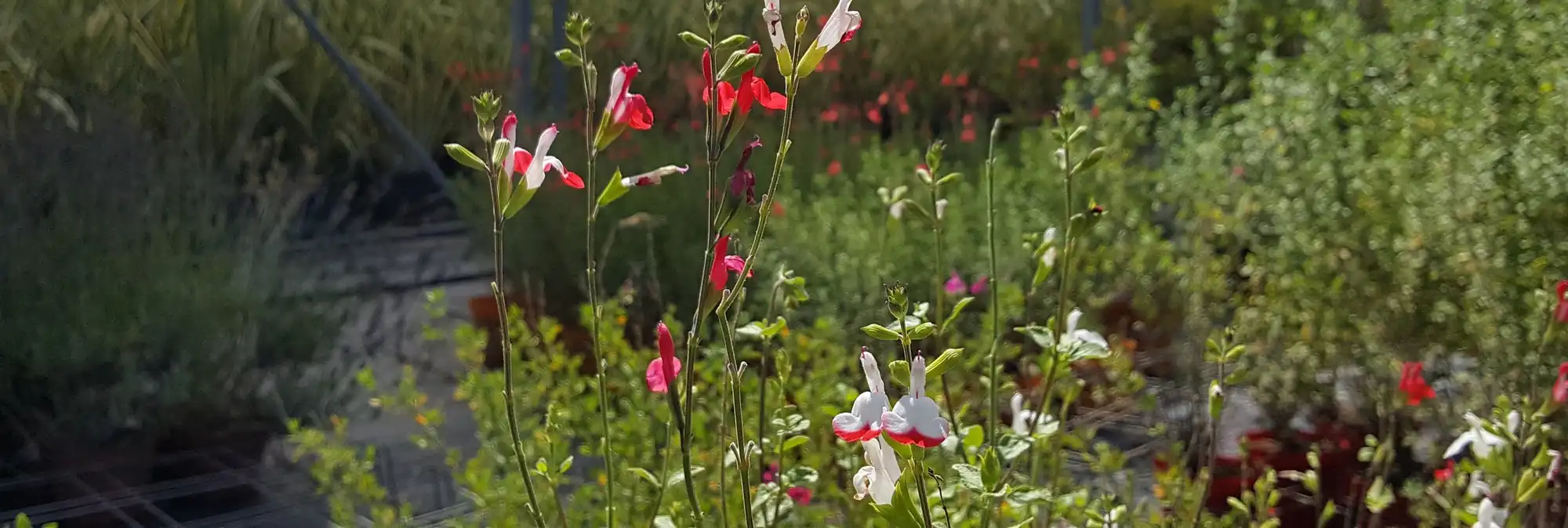 Sauges à fleurs rouges et blanches cultivées dans une pépinière à Châteaurenard