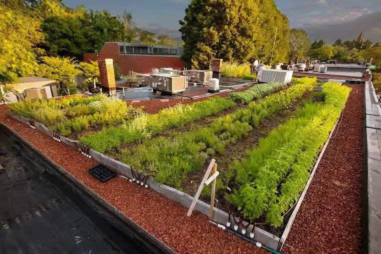 Toiture végétalisée extensive installée autour des équipements techniques d’un bâtiment